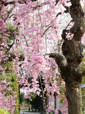 瑞雲寺の垂れ八重桜
