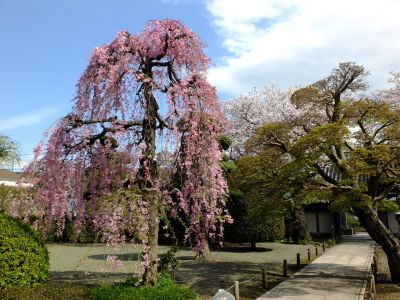 瑞雲寺の垂れ八重桜

