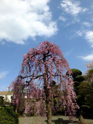 瑞雲寺の垂れ八重桜
