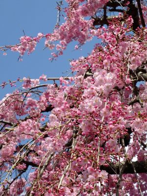 瑞雲寺の垂れ八重桜
