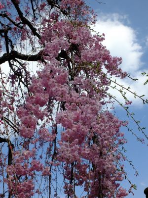 瑞雲寺の垂れ八重桜
