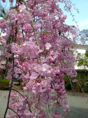 瑞雲寺の垂れ八重桜
