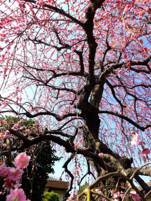 浄土宗鎮西派　岩澤山　天宗寺
