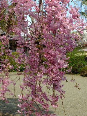 瑞雲寺の垂れ八重桜
