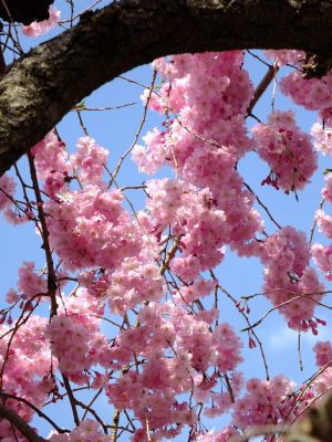 瑞雲寺の垂れ八重桜
