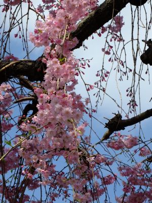 瑞雲寺の垂れ八重桜
