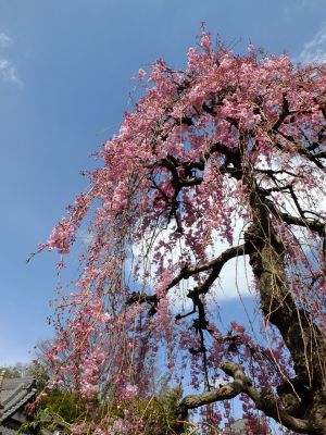 瑞雲寺の垂れ八重桜
