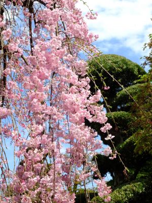 瑞雲寺の垂れ八重桜
