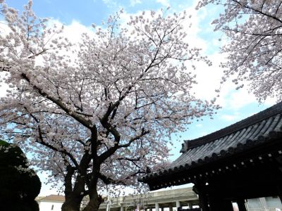 瑞雲寺のさくら
