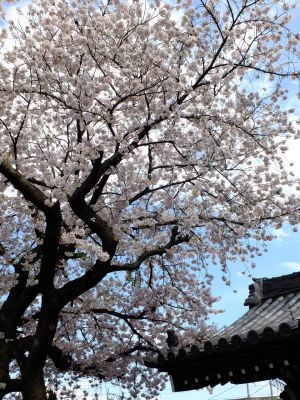 瑞雲寺のさくら
