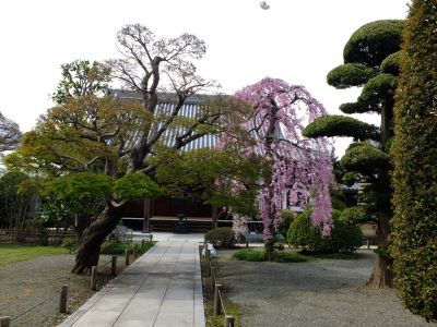 瑞雲寺の垂れ八重桜
