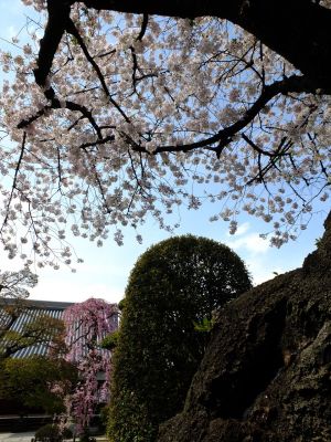 瑞雲寺のさくら
