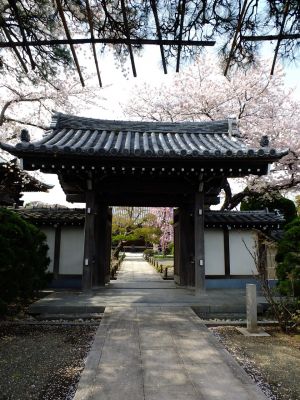 瑞雲寺のさくら

