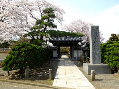 瑞雲寺のさくら
