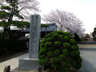 瑞雲寺のさくら
