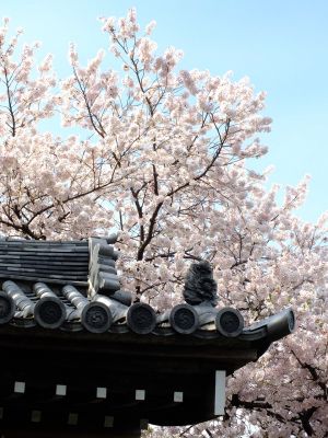 瑞雲寺のさくら
