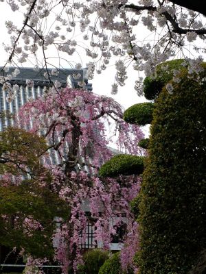 瑞雲寺の垂れ八重桜
