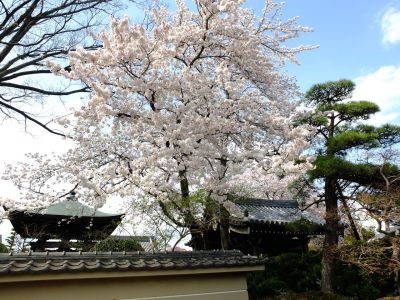 瑞雲寺の垂れ八重桜
