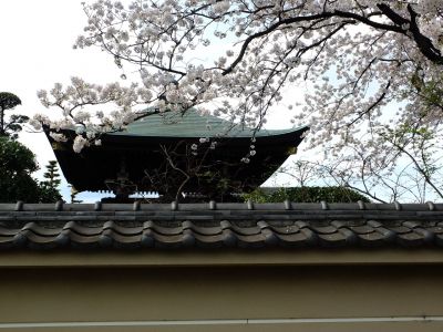 瑞雲寺の垂れ八重桜
