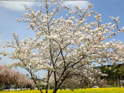 シドモア桜（ポトマック河畔の里帰り桜・・・染井吉野）
