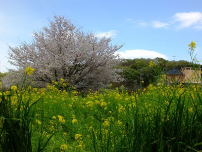 川和町駅前の菜の花畑「小松乙女」
