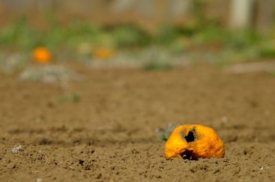 川和町（夏みかん）
