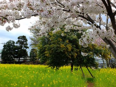 シドモア桜（ポトマック河畔の里帰り桜・・・染井吉野）
