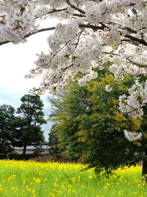 シドモア桜（ポトマック河畔の里帰り桜・・・染井吉野）
