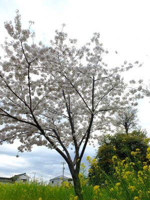 シドモア桜（ポトマック河畔の里帰り桜・・・染井吉野）
