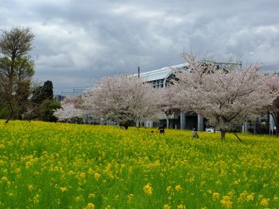 川和町駅前の菜の花畑「小松乙女」
