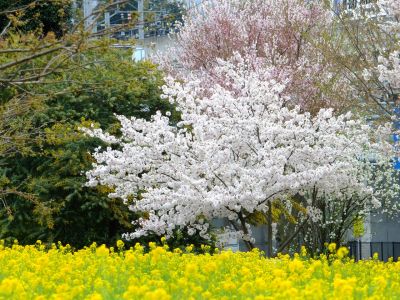 シドモア桜（ポトマック河畔の里帰り桜・・・染井吉野）
