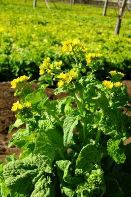 地下鉄川和町駅前
