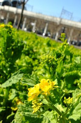 地下鉄川和町駅前
