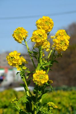 地下鉄川和町駅前
