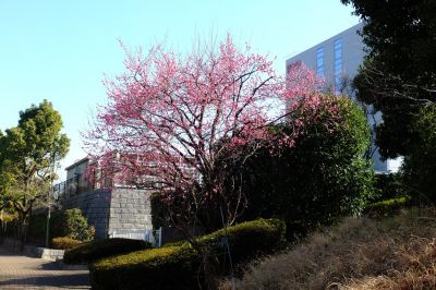 加賀原（京セラ）
