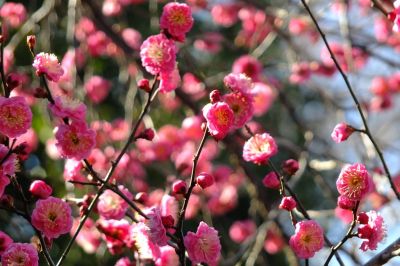 加賀原（京セラ）
