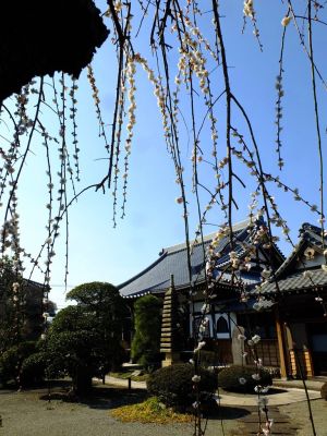 臨済宗円覚寺派　医王山　瑞雲寺
