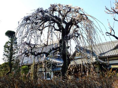 臨済宗円覚寺派　医王山　瑞雲寺
