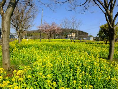 横浜市営地下鉄グリーンライン川和町駅前「菜の花畑」
