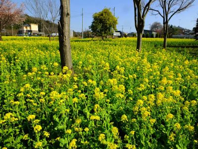 横浜市営地下鉄グリーンライン川和町駅前「菜の花畑」
