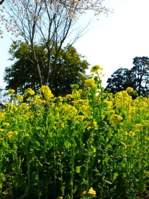 横浜市営地下鉄グリーンライン川和町駅前「菜の花畑」
