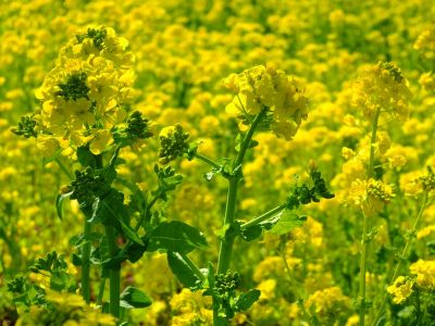 横浜市営地下鉄グリーンライン川和町駅前「菜の花畑」
