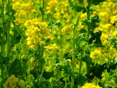 横浜市営地下鉄グリーンライン川和町駅前「菜の花畑」

