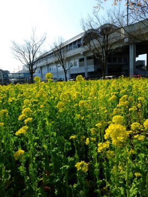 横浜市営地下鉄グリーンライン川和町駅前「菜の花畑」
