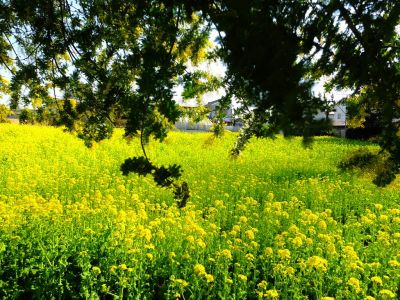 横浜市営地下鉄グリーンライン川和町駅前「菜の花畑」
