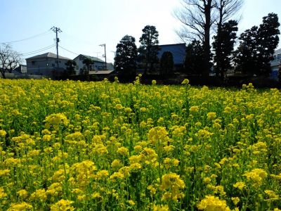 横浜市営地下鉄グリーンライン川和町駅前「菜の花畑」
