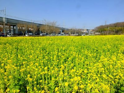 横浜市営地下鉄グリーンライン川和町駅前「菜の花畑」
