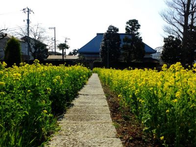 横浜市営地下鉄グリーンライン川和町駅前「菜の花畑」
