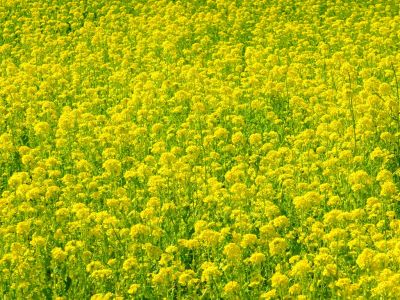 横浜市営地下鉄グリーンライン川和町駅前「菜の花畑」
