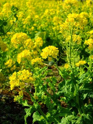 横浜市営地下鉄グリーンライン川和町駅前「菜の花畑」
